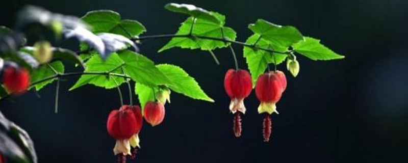 蔓性风铃花怎么搭架（蔓风铃花的种植如何培育）