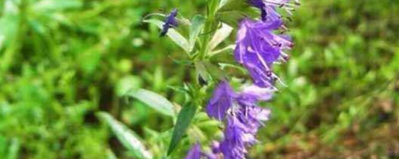 神香草怎么种 神香草怎么种植方法