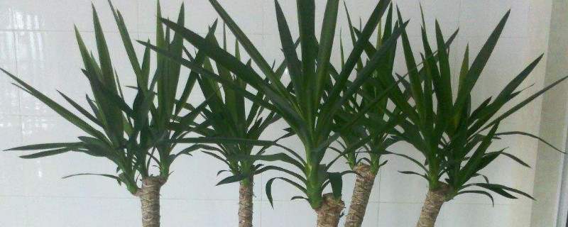 龙血树叶子下垂怎么办（龙血树叶子下垂怎么办）