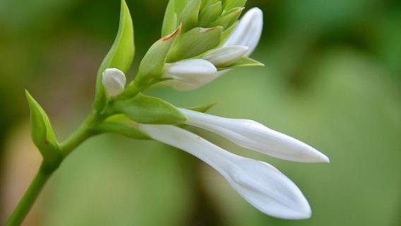 玉簪花后怎么修剪