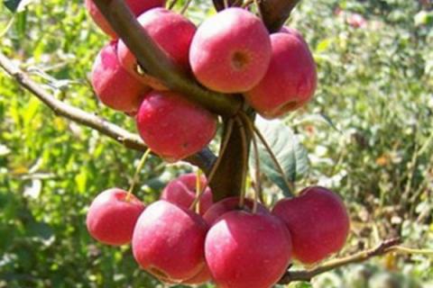 贵人果是什么果树