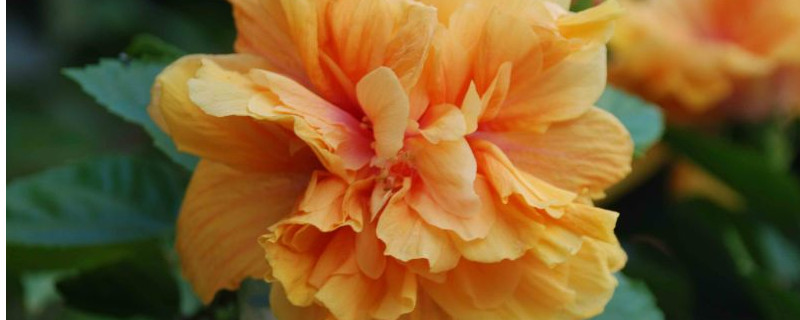 扶桑花的由来 扶桑花的又名叫什么