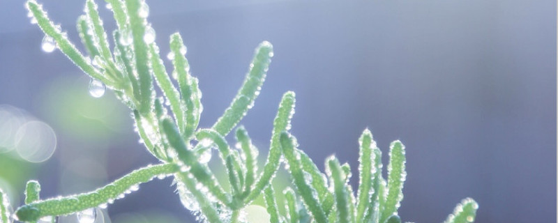 枝干番杏怎么扦插(枝干番杏怎么扦插成活率高)