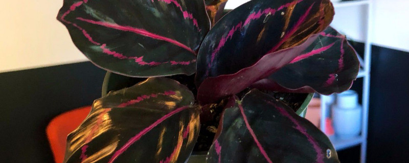 彩虹竹芋的寓意（彩虹竹芋的寓意是什么）