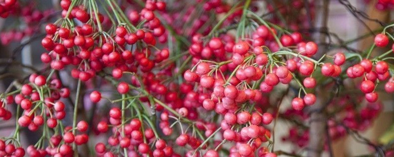 朱砂根发蔫怎么办 朱砂根发蔫怎么办呢