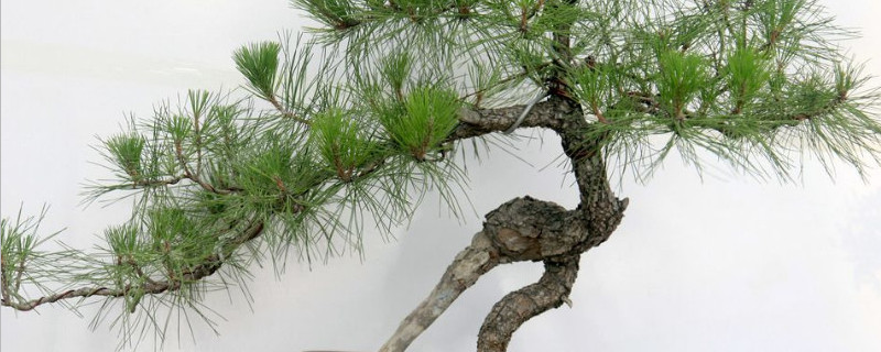 盆景打围多久去掉 盆景打围多久去掉一次