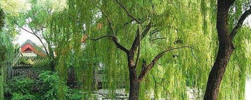 柳树和杨柳树是一样吗（柳树和杨柳树是一样吗图片）