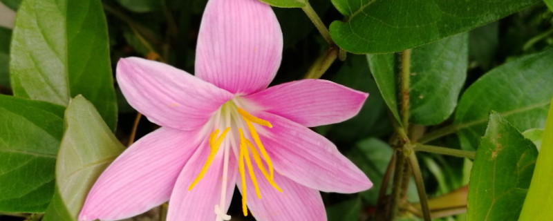 韭兰有毒吗（葱兰和韭兰有毒吗）