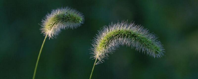 狗尾草的寓意（狗尾花花语与寓意）