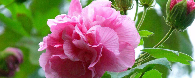 木芙蓉和醉芙蓉的区别 木芙蓉和醉芙蓉的区别