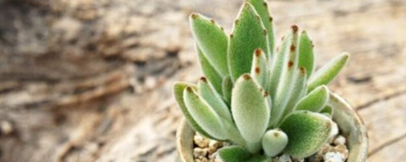 多肉兔耳怎么扦插 多肉兔耳朵扦插