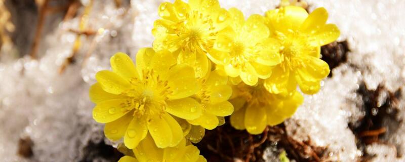 冰凌花生长在什么地方（冰凌花生长在山脚下还是山顶）