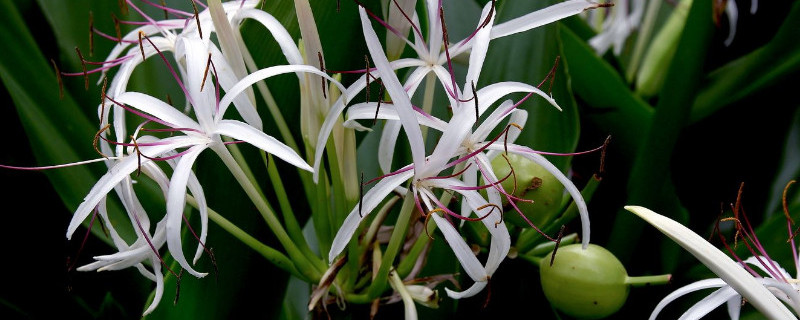 文殊兰花怎么繁殖 文殊兰怎么种植