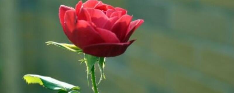 盆栽玫瑰叶子发黄 盆栽玫瑰叶子发黄花蔫了