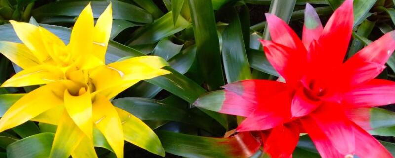 水塔花能晒太阳吗（水塔花怕晒吗）