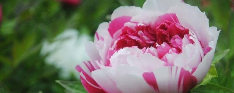 岛锦牡丹和二乔的区别（岛锦和二乔哪个好）