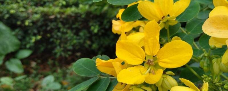 黄槐决明是决明子吗（黄槐决明名字的由来）