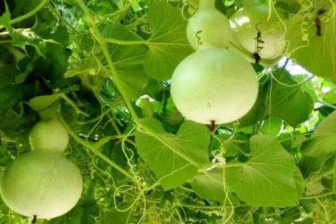 葫芦叶子干边怎么回事