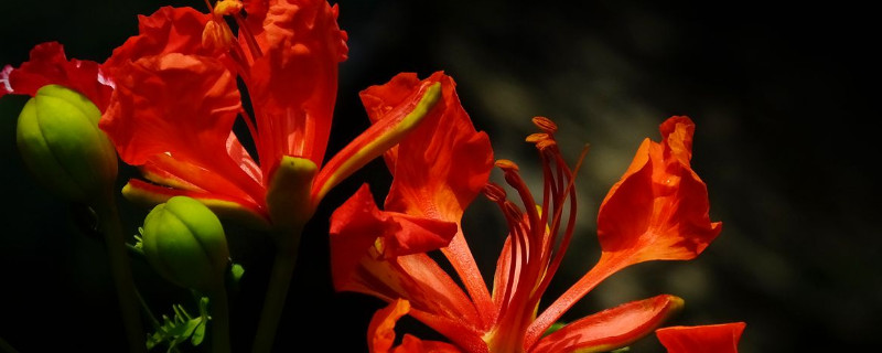 凤凰花的栽培方法（凤凰花的种植方法）