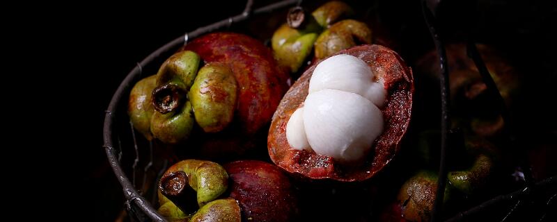 盆栽山竹几年能结果 盆栽山竹能结果吗还需要每年都要换土吗