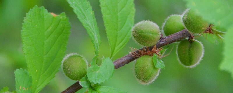 榆叶梅果实有什么功效（榆叶梅果实有什么功效呢）
