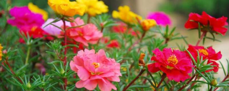 如何给太阳花打顶 如何给太阳花打顶子