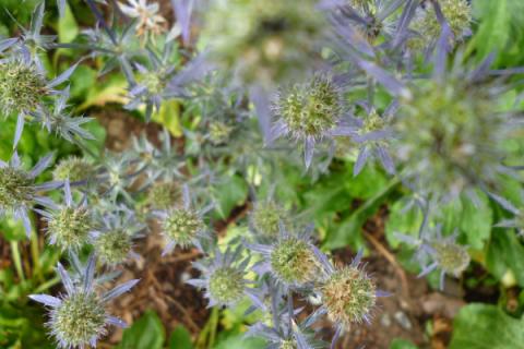 蓝刺芹和高山刺芹区别