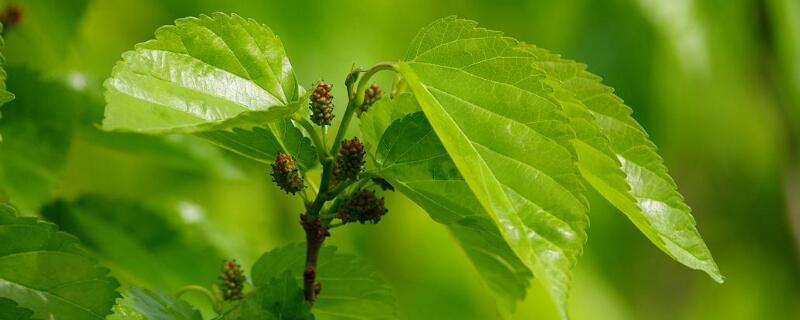 桑叶长在哪里（桑叶一般长在哪）