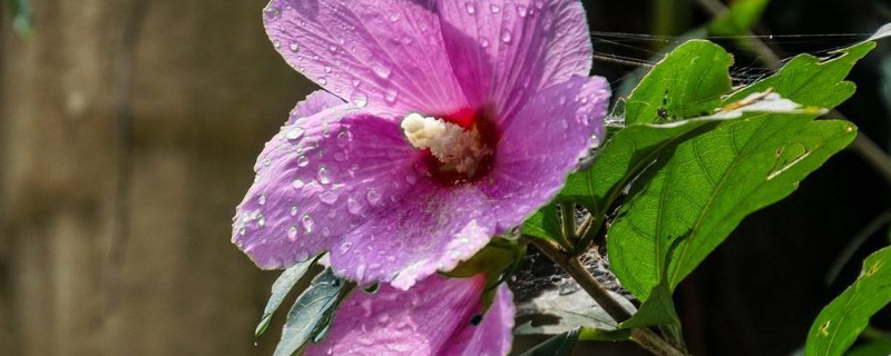 木槿花叶子掉光能活吗（木槿花叶子掉光能活吗图片）