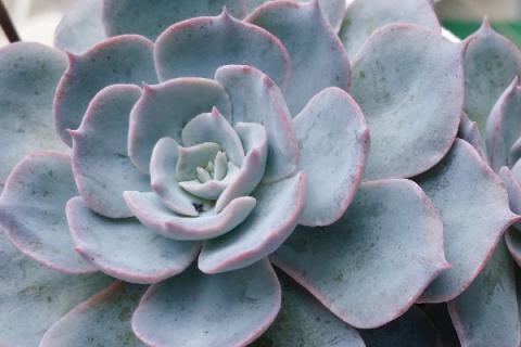 蓝石莲怎么扦插