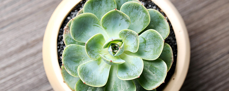 玉蝶黄叶是什么原因（玉蝶黄叶是什么原因造成的）