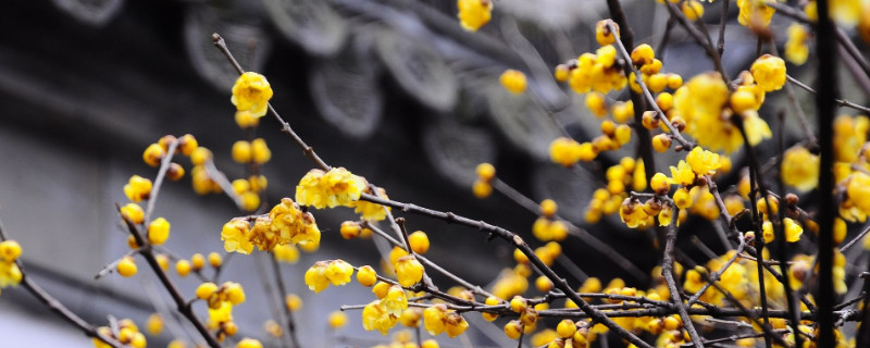 腊梅需要水吗（腊梅用不用装水）