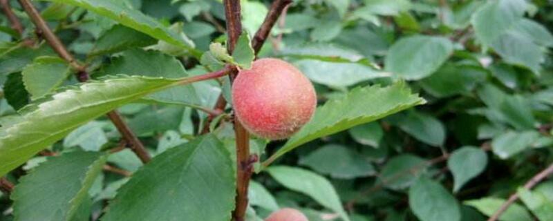 榆叶梅能吃吗 榆叶梅叶子能吃吗