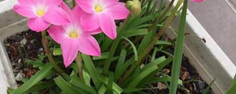 风雨兰开花有毒吗 风雨兰开花有毒吗能吃吗