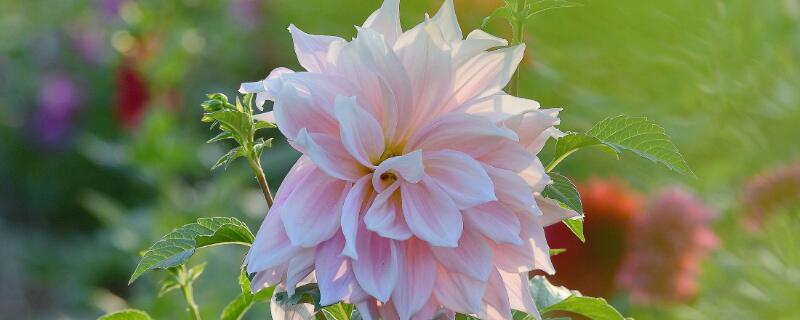 天麻花与大丽花的区别 天麻花与大丽花的区别与功效