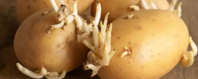 土豆有芽眼算发芽吗 土豆有芽眼算发芽吗能吃吗