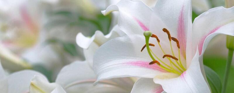 香水百合和百合的区别（香水百合和百合的区别在哪里）