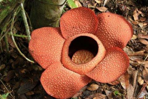 为什么大王花那么臭