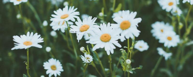 小雏菊怎么晾干花（小雏菊可以晾干花吗）