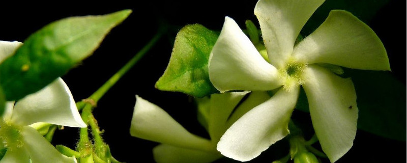 络藤石怎么繁殖（络石藤扦插繁殖）