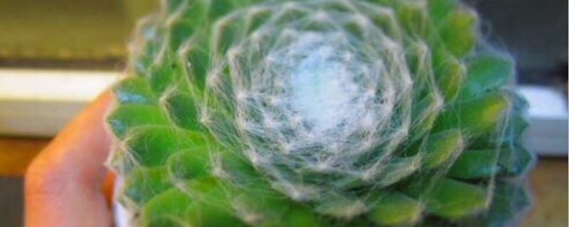 蛛丝卷绢没丝了怎么办(蛛丝卷绢没有蛛丝了怎么回事)