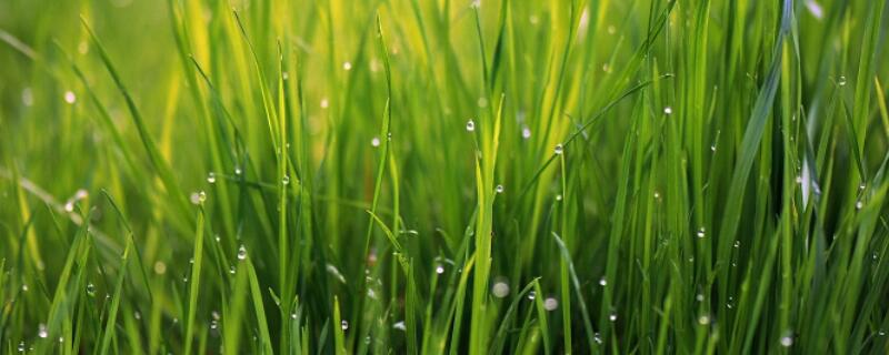小草怎样繁殖（草本植物怎么繁殖）