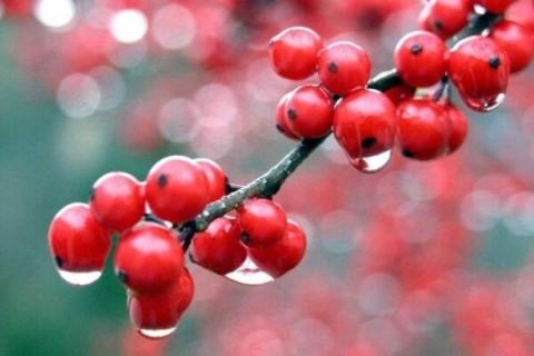 红豆生虫子了还能吃吗