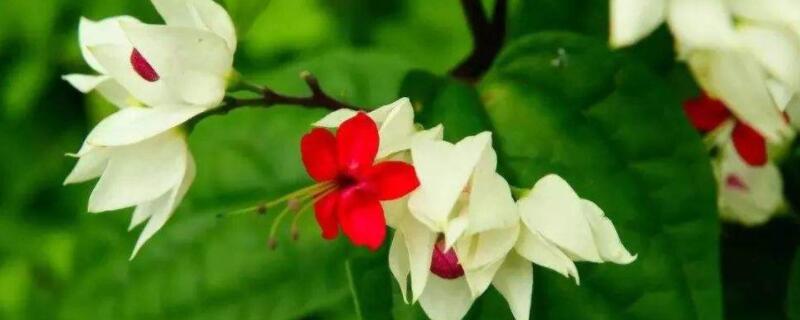 给花吹风扇算通风吗 花用风扇吹可以吗