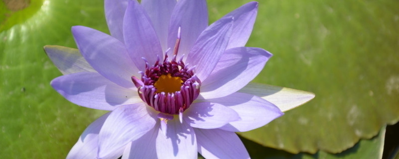 睡莲叶子发黄怎么回事 睡莲为什么叶子发黄