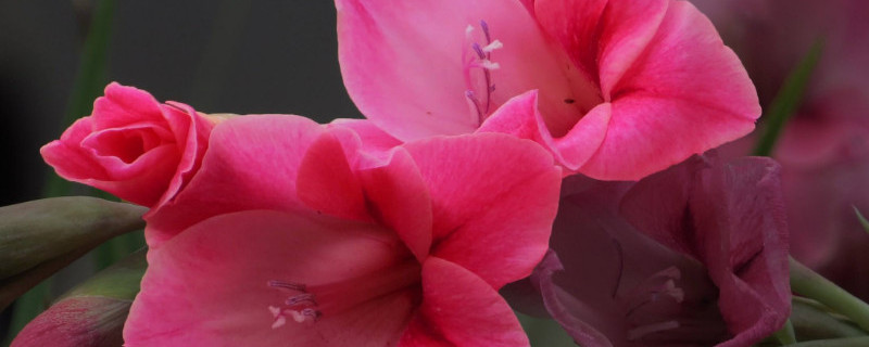 唐菖蒲种球什么时候种 优质的唐菖蒲种球应具备