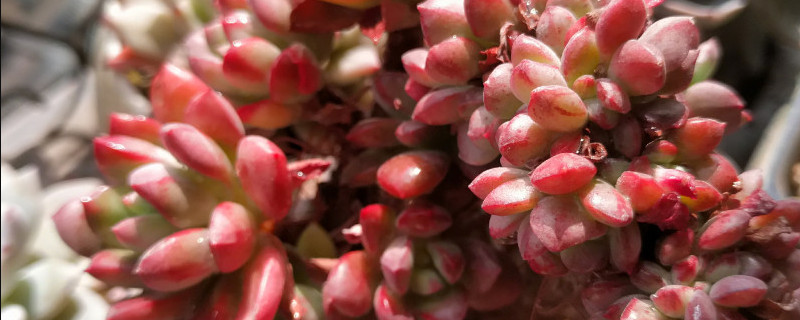 红稚莲怎么修剪 红稚莲怎么修剪视频