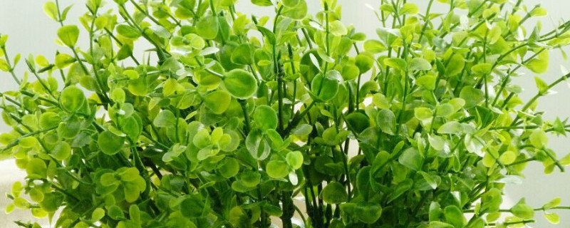 新鲜尤加利叶怎么保存 尤加利叶怎样保鲜