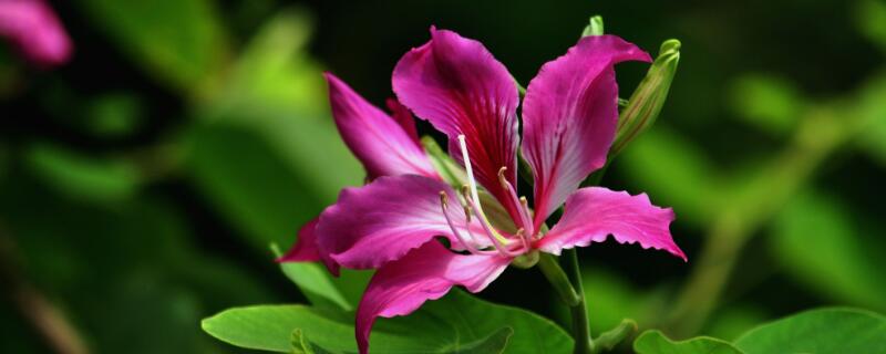 紫色的长在树干上的花（紫色的长在树干上的花是什么花）