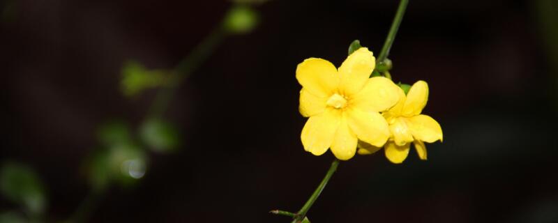 春天花的名字（春天花的名字有哪些 花名）